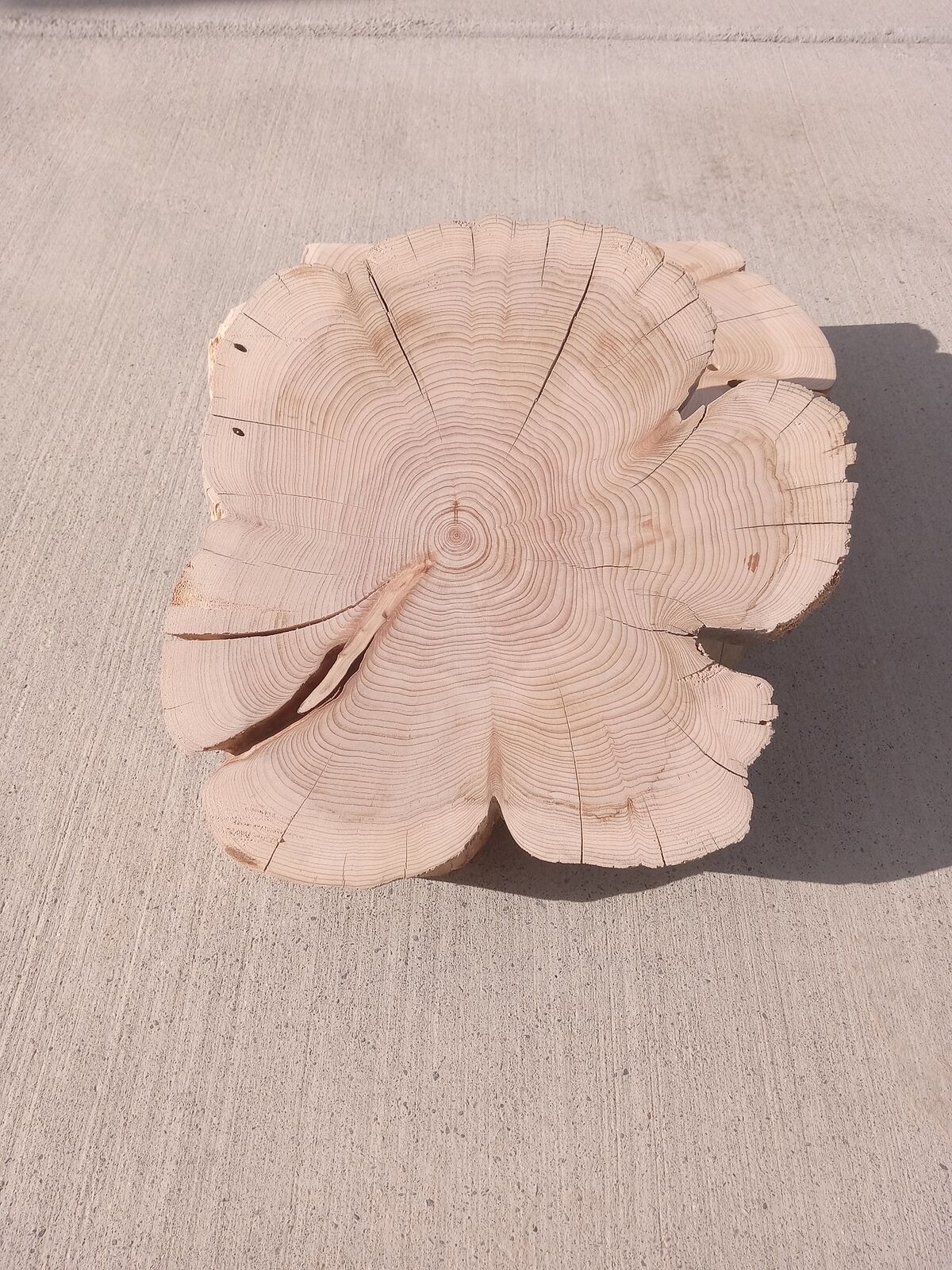 50 % off western juniper coaster