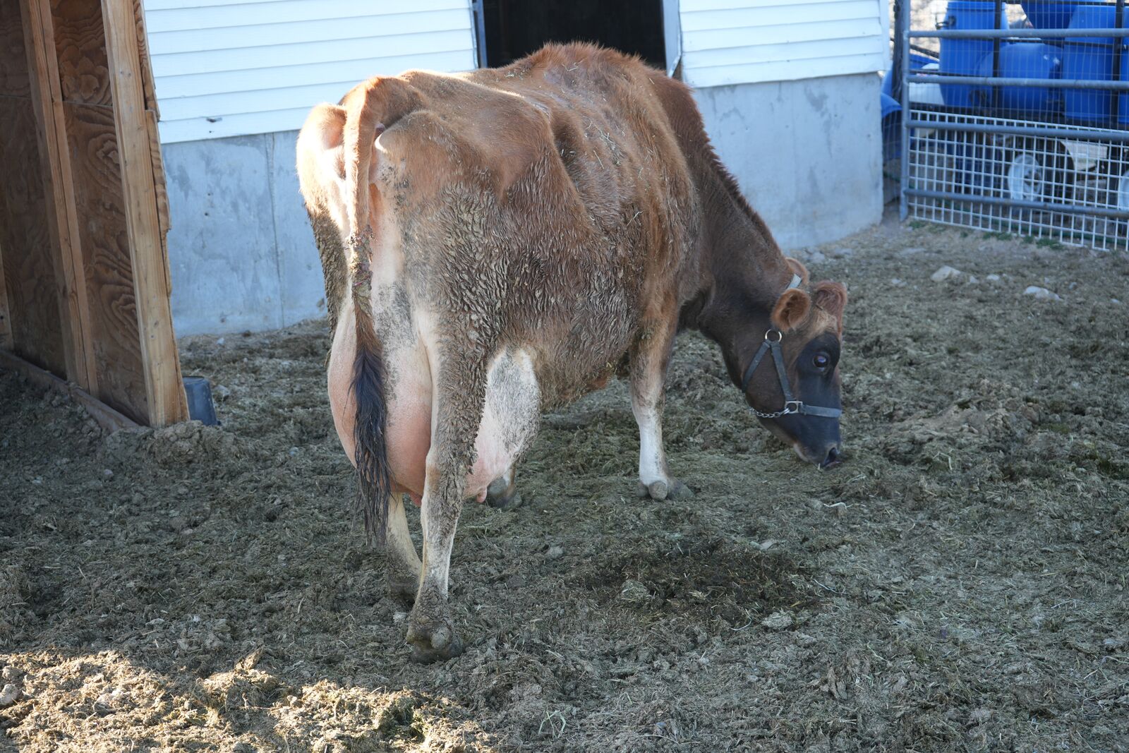 Jersey Milk Cow and Angus Cross Calf