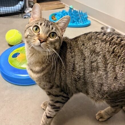 Hello my name is Tabitha