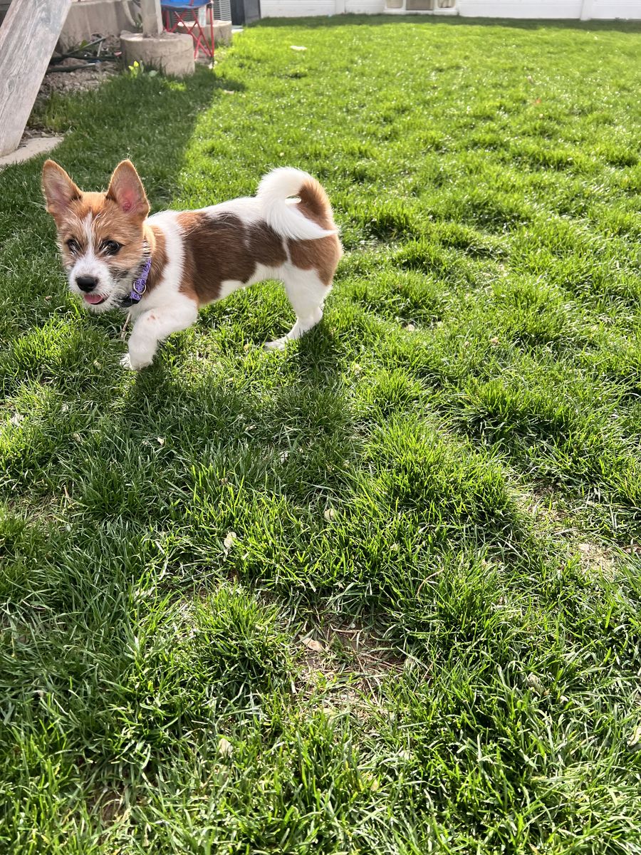 Shiba Tzu pups