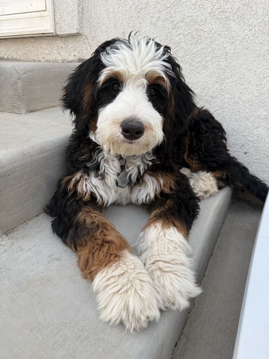 Bernedoodle Puppies