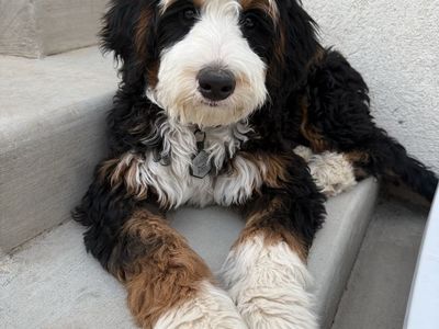 Bernedoodle Puppies