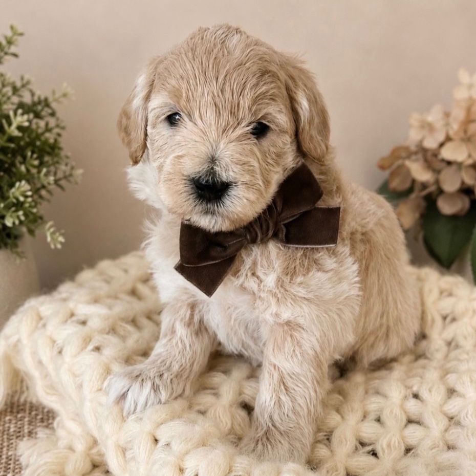 Petite size Englishcream goldendoodle puppies 15-22 lb range