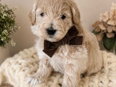 Petite size Englishcream goldendoodle puppies 15-22 lb range