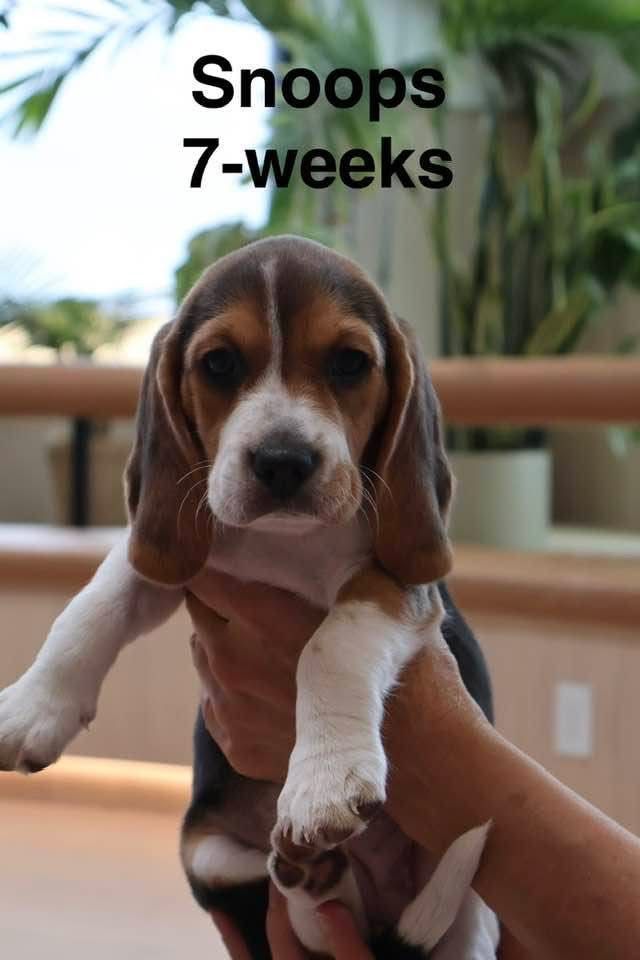 For Beagle puppies available! 7 weeks old