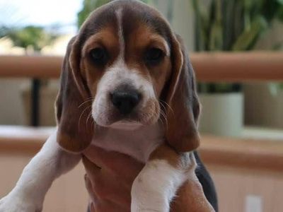 For Beagle puppies available! 7 weeks old