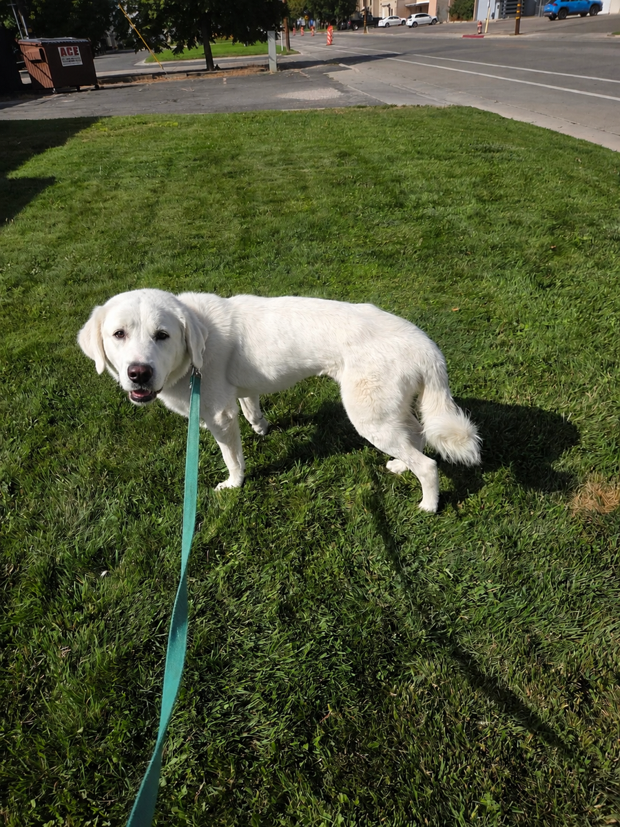 Great Pyrenees Puppy
