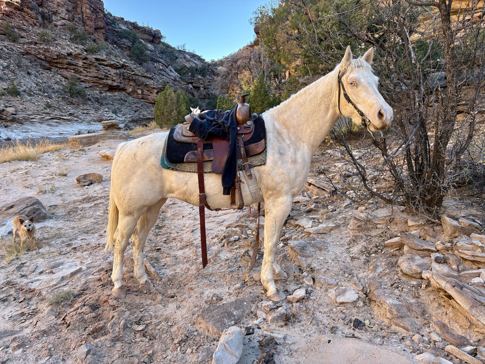 4 year old Quarter Horse Filly