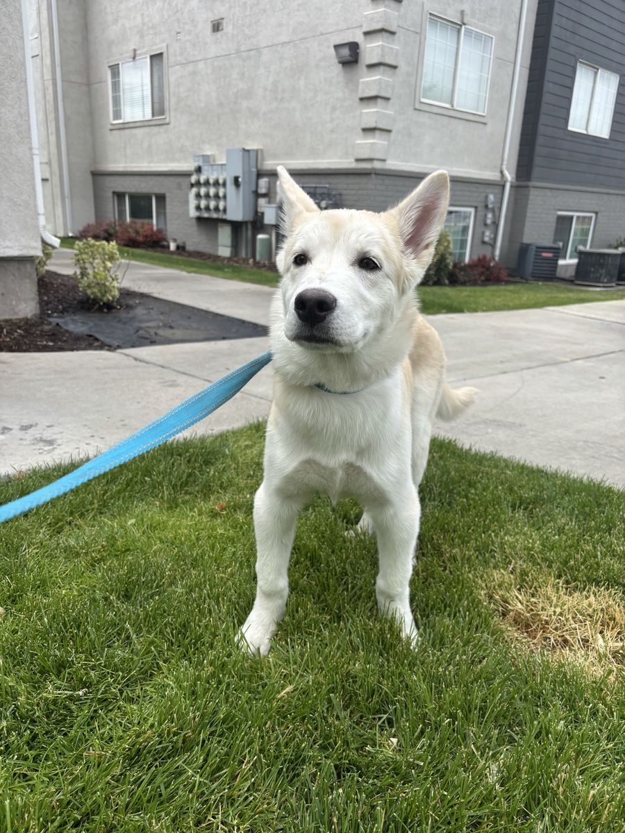 Boy husky puppy 4.5 months old