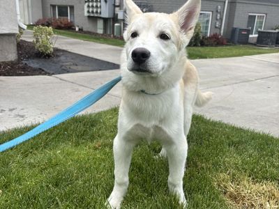 Boy husky puppy 4.5 months old