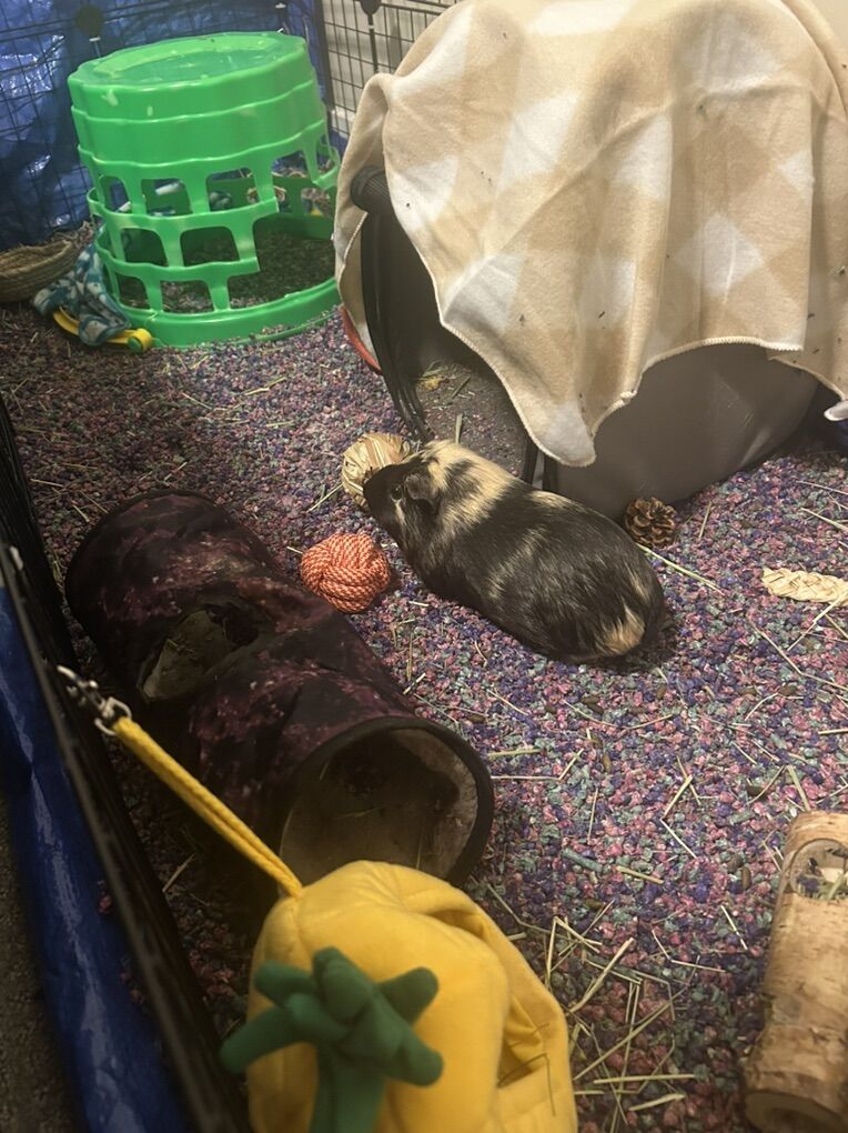 2  Female Friendly Guinea Pigs