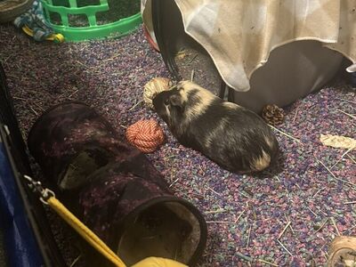 2 Female Friendly Guinea Pigs
