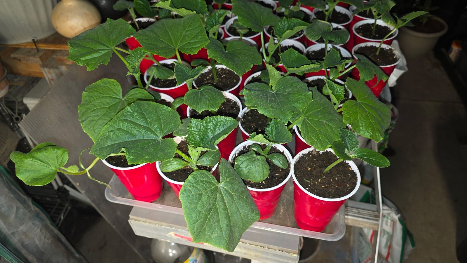 Cucumber Plant Seedlings 6 Varieties.