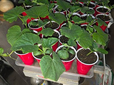 Cucumber Plant Seedlings 6 Varieties.