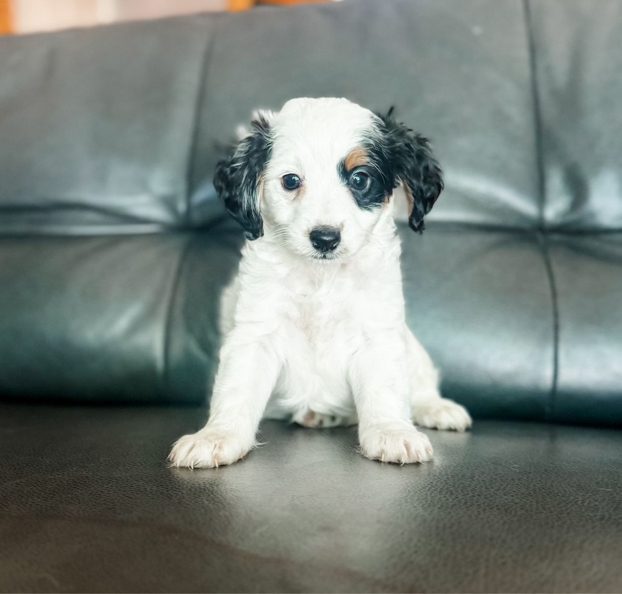 Mini F1B Male Bernadoodle