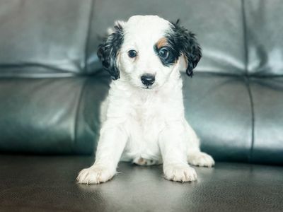 Mini F1B Male Bernadoodle