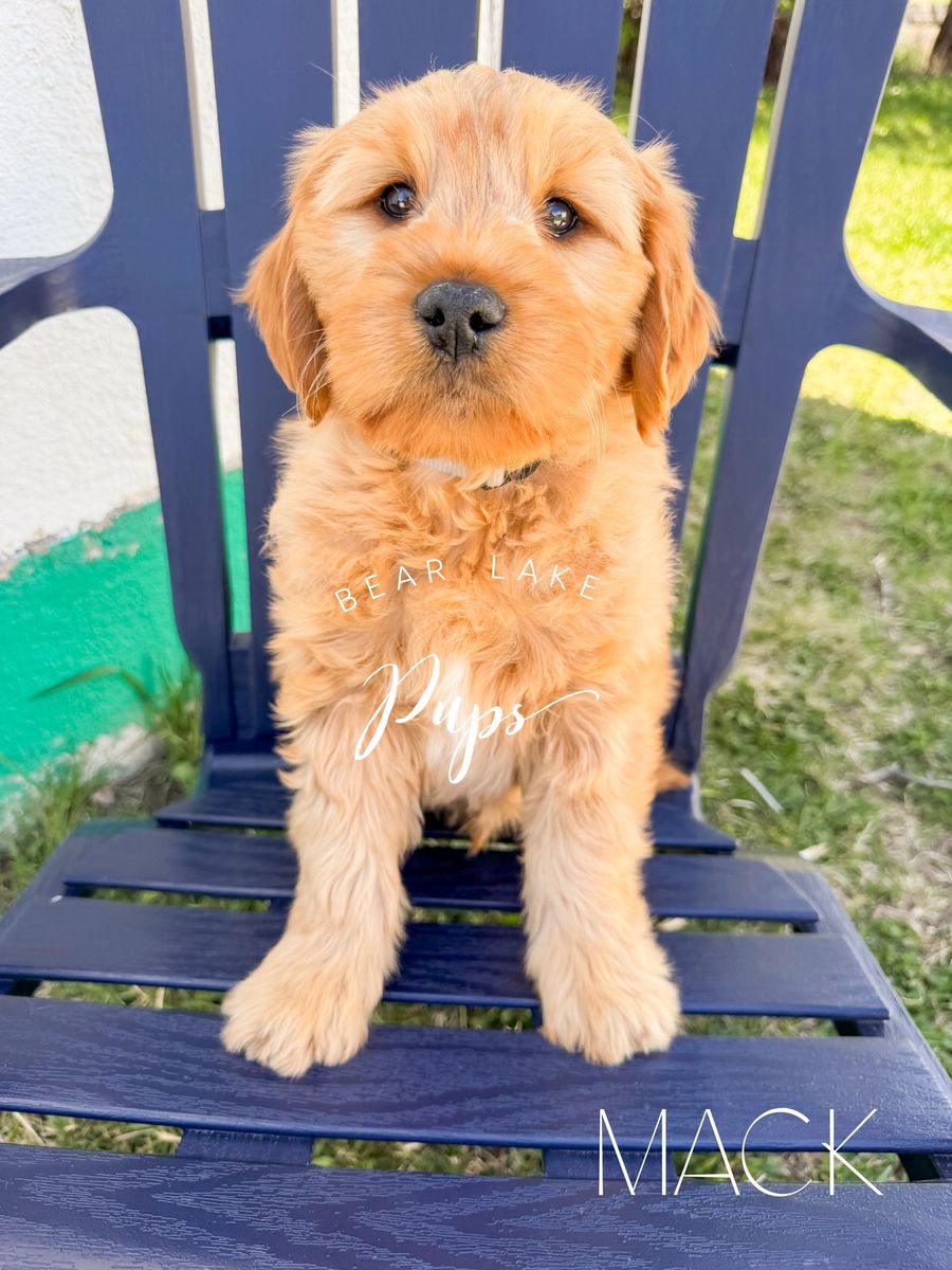 Mini Goldendoodles! Ready!