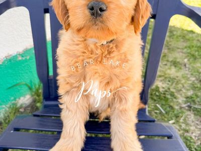 Mini Goldendoodles! Ready!