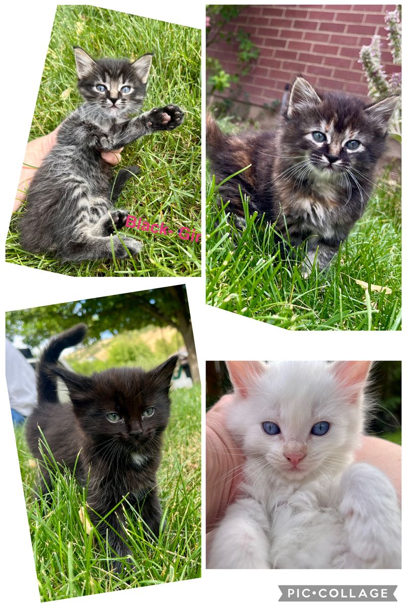 Tiny 6 week old kittens