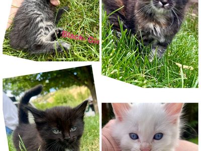 Tiny 6 week old kittens