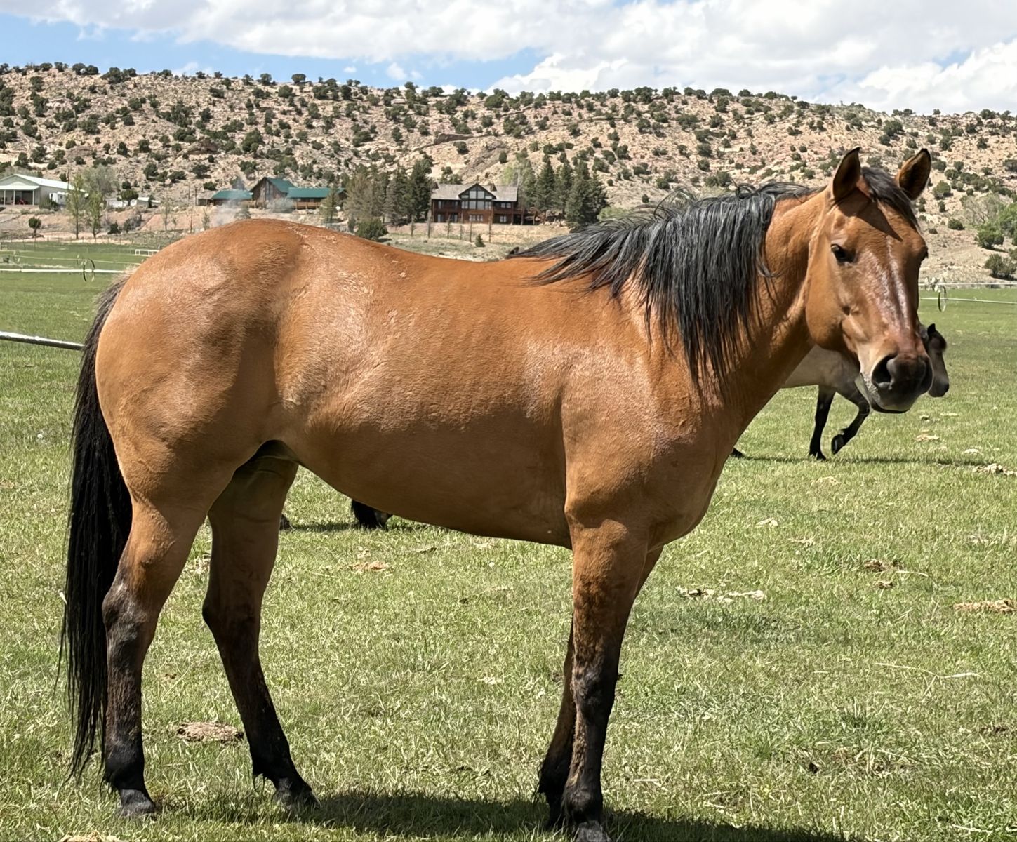 11 year old dun brood mare