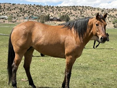 11 year old dun brood mare