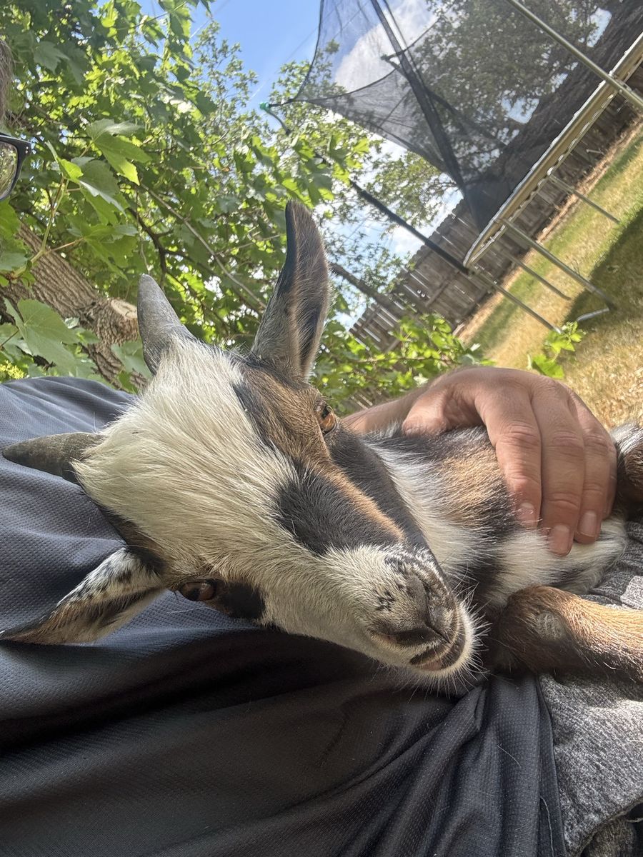 Two Nigerian dwarf Billy goats in tact