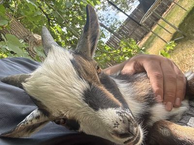 Two Nigerian dwarf Billy goats in tact