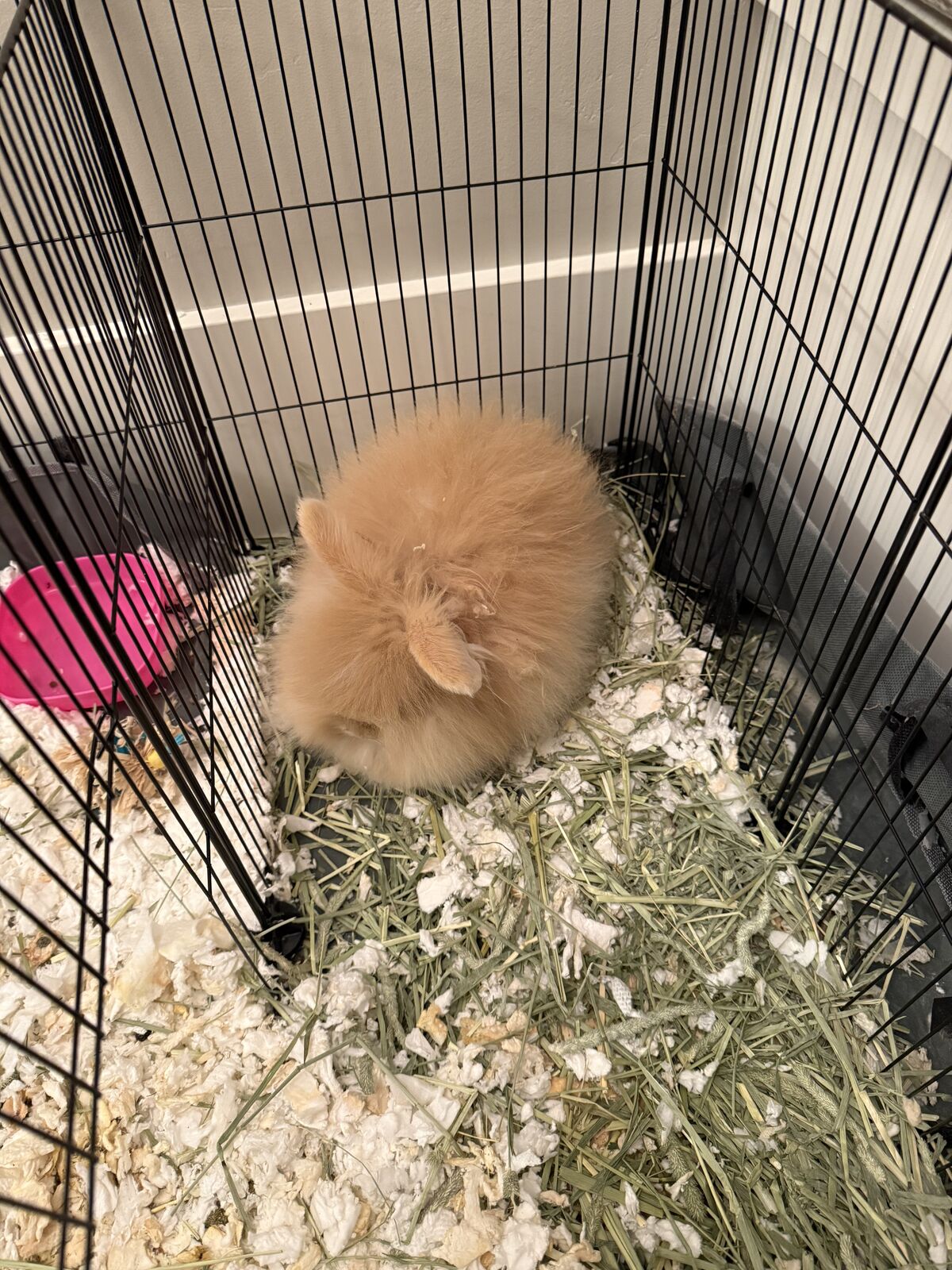 Bunny Rabbit and pen