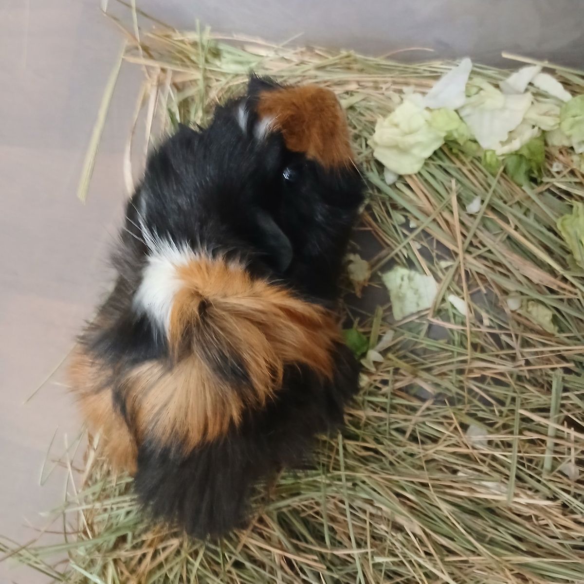 2 female guinea pigs $5 each