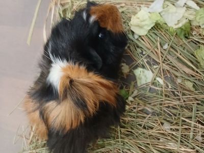 2 female guinea pigs $5 each