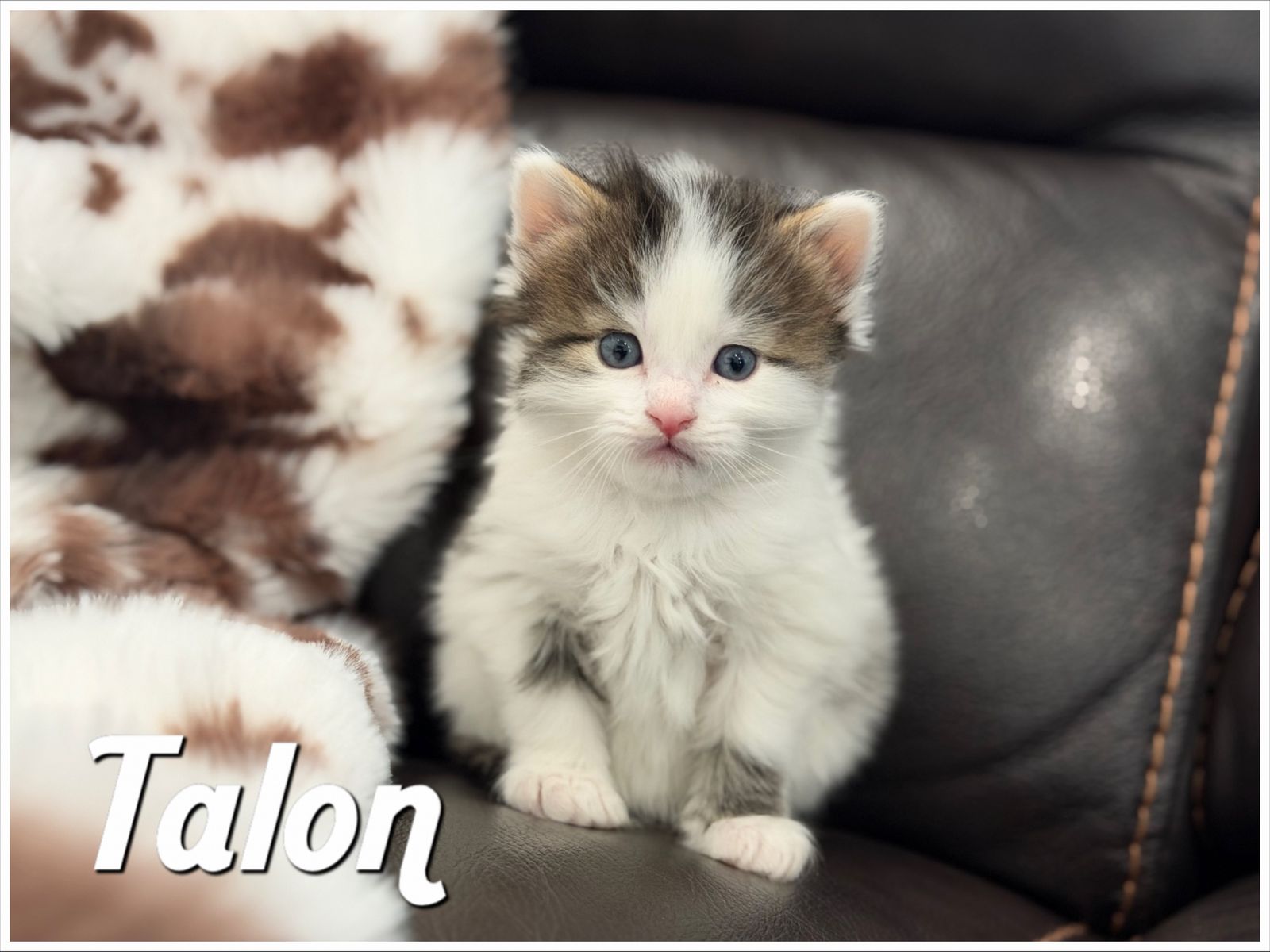 Adorable Boy Kittens