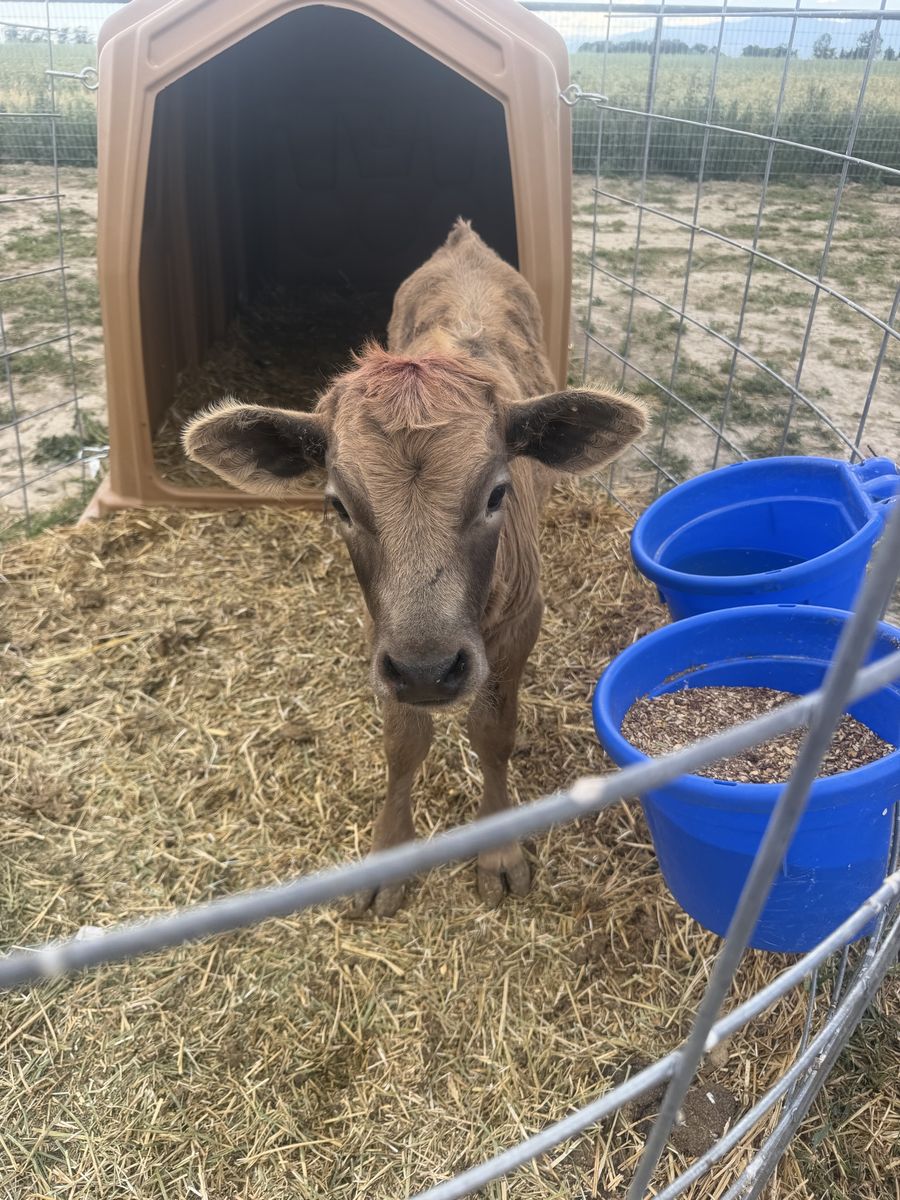 Highlander Cross Steer Calf