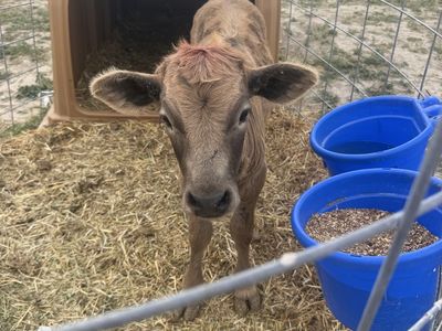 Highlander Cross Steer Calf
