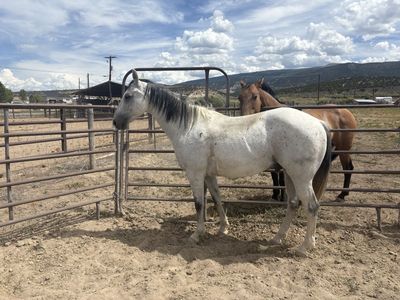 8 year old grade gelding