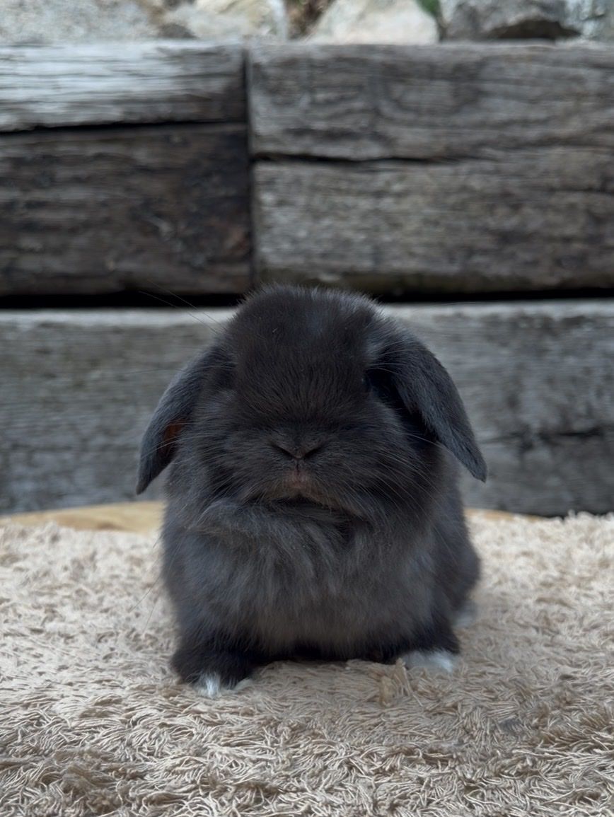 Holland Lop Buck