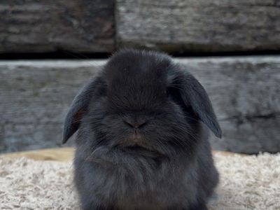 Holland Lop Buck