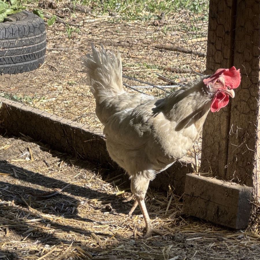 Year old leghorn hens