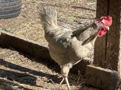Year old leghorn hens