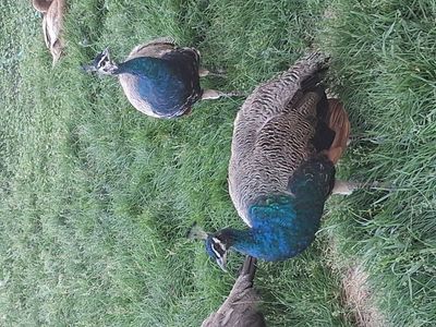 Peafowl