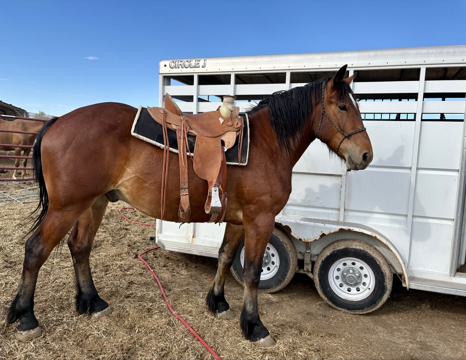 3 yr old 3/4 draft Gelding
