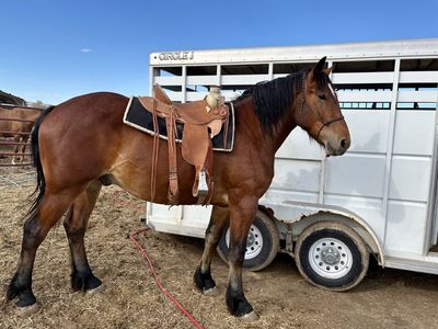 3 yr old 3/4 draft Gelding