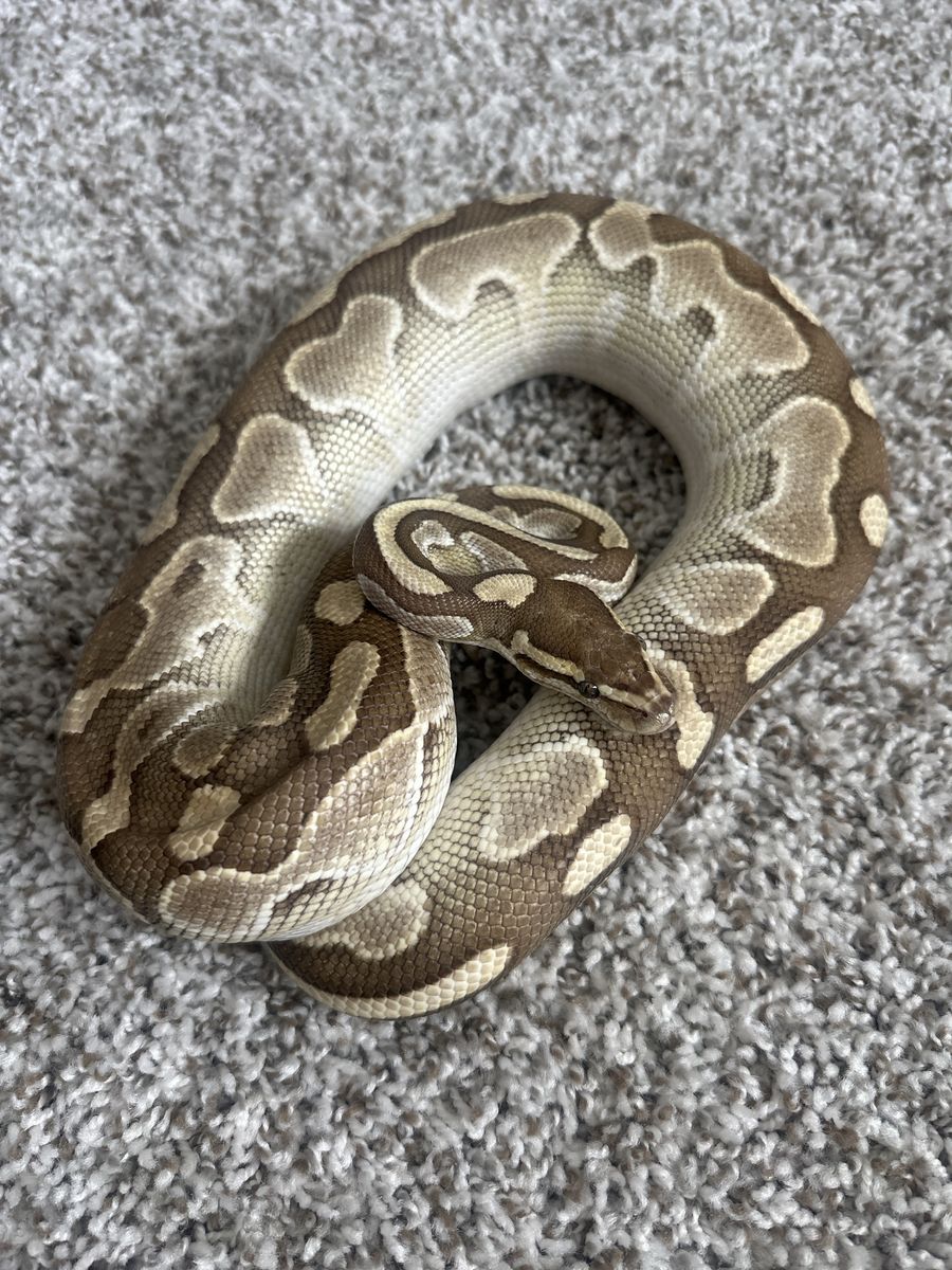 Butter Ball Python, Large Tank, Acessories
