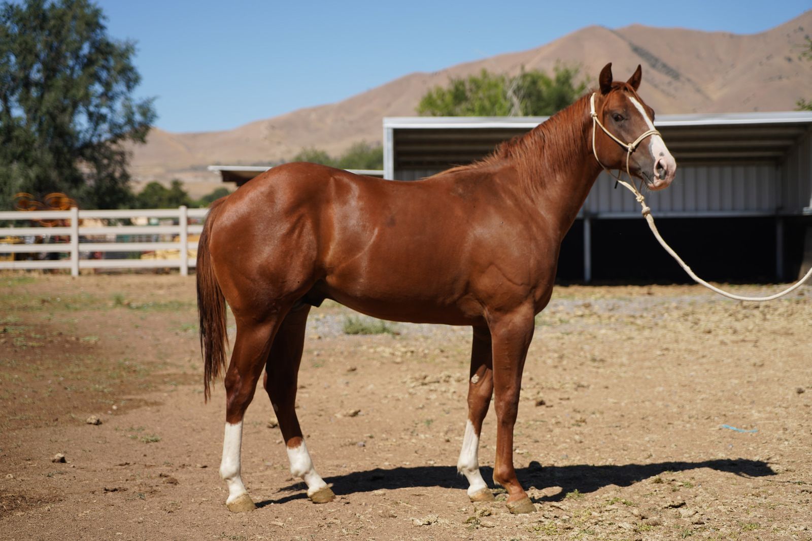 AQHA Yearling Colt-gorgeous and friendly!