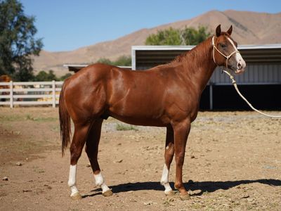 AQHA Yearling Colt-gorgeous and friendly!