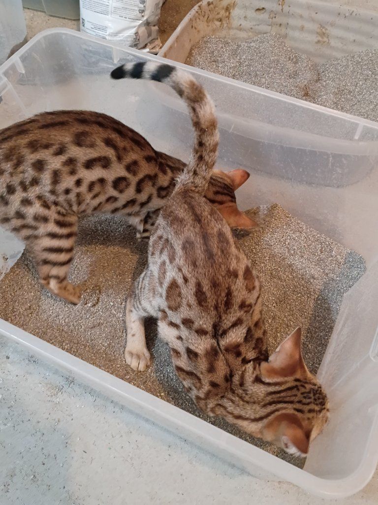 Beautiful Female Bengals