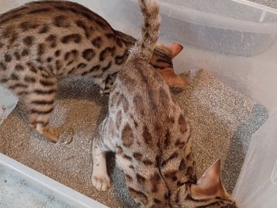 Beautiful Female Bengals