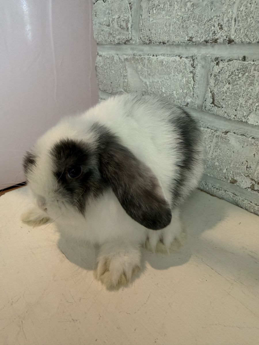 Holland Lop Bunny - pedigreed and well-socialized