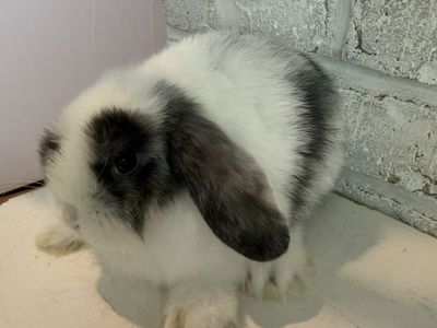 Holland Lop Bunny - pedigreed and well-socialized