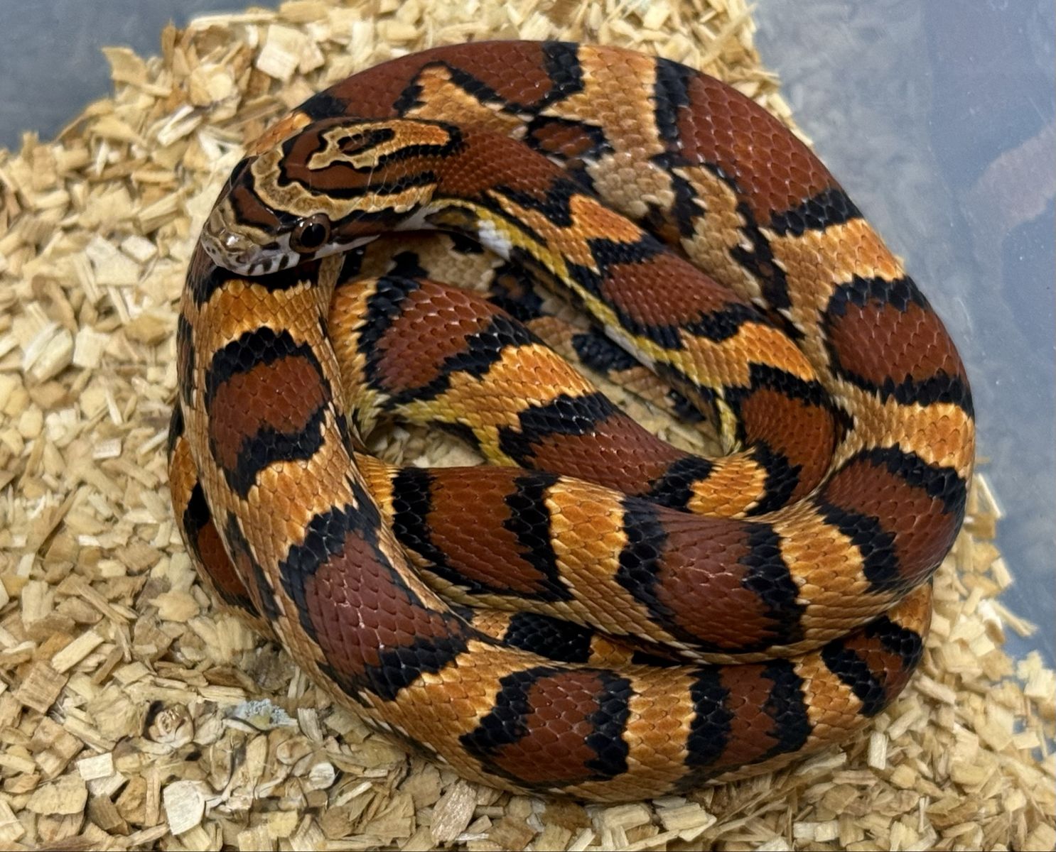 Okeetee cornsnakes